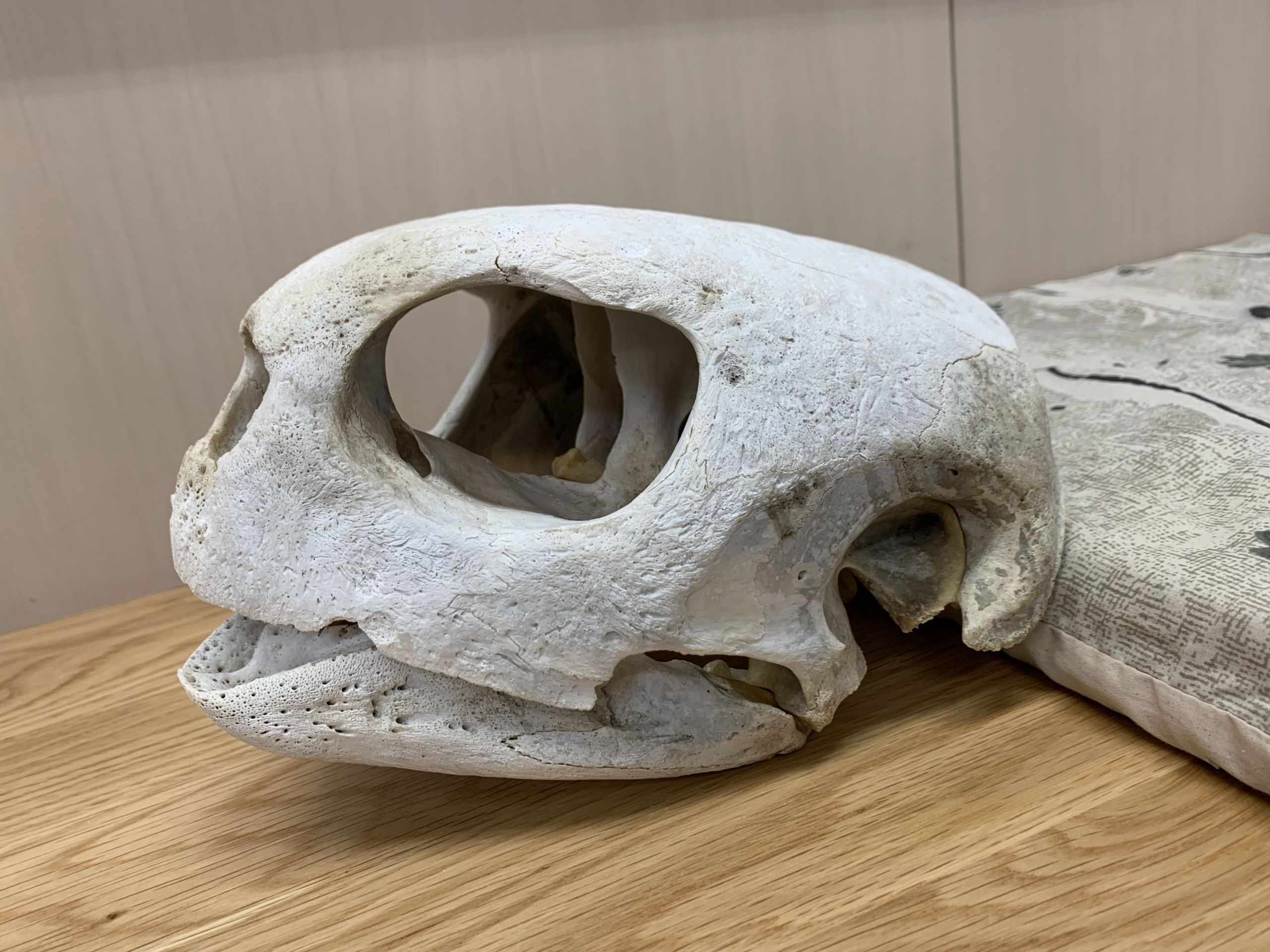 けろにあぶろぐ #2】ウミガメの頭骨を眺める (1/2) | 小笠原海洋センター