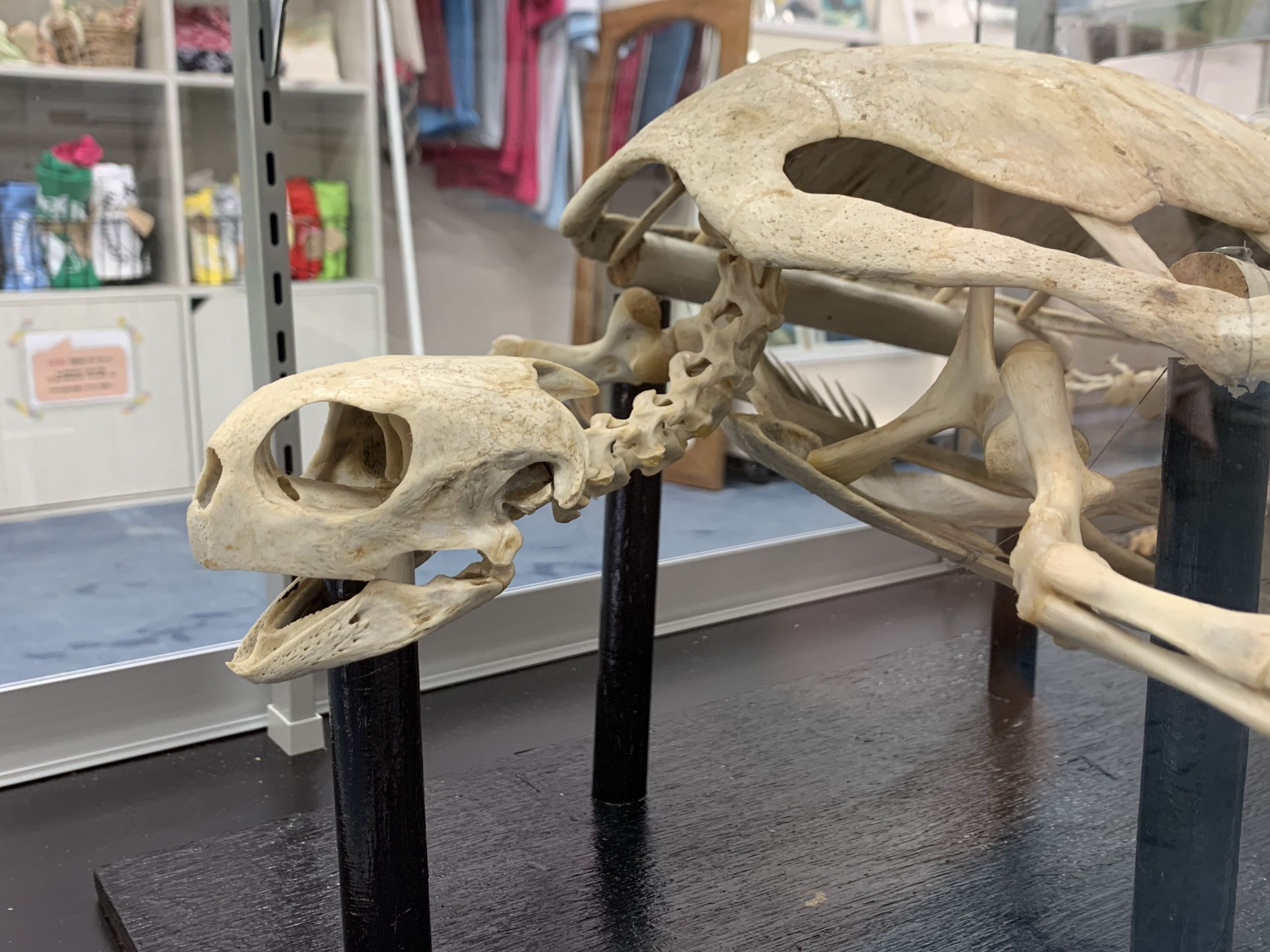 けろにあぶろぐ #2】ウミガメの頭骨を眺める (1/2) - 小笠原海洋センター