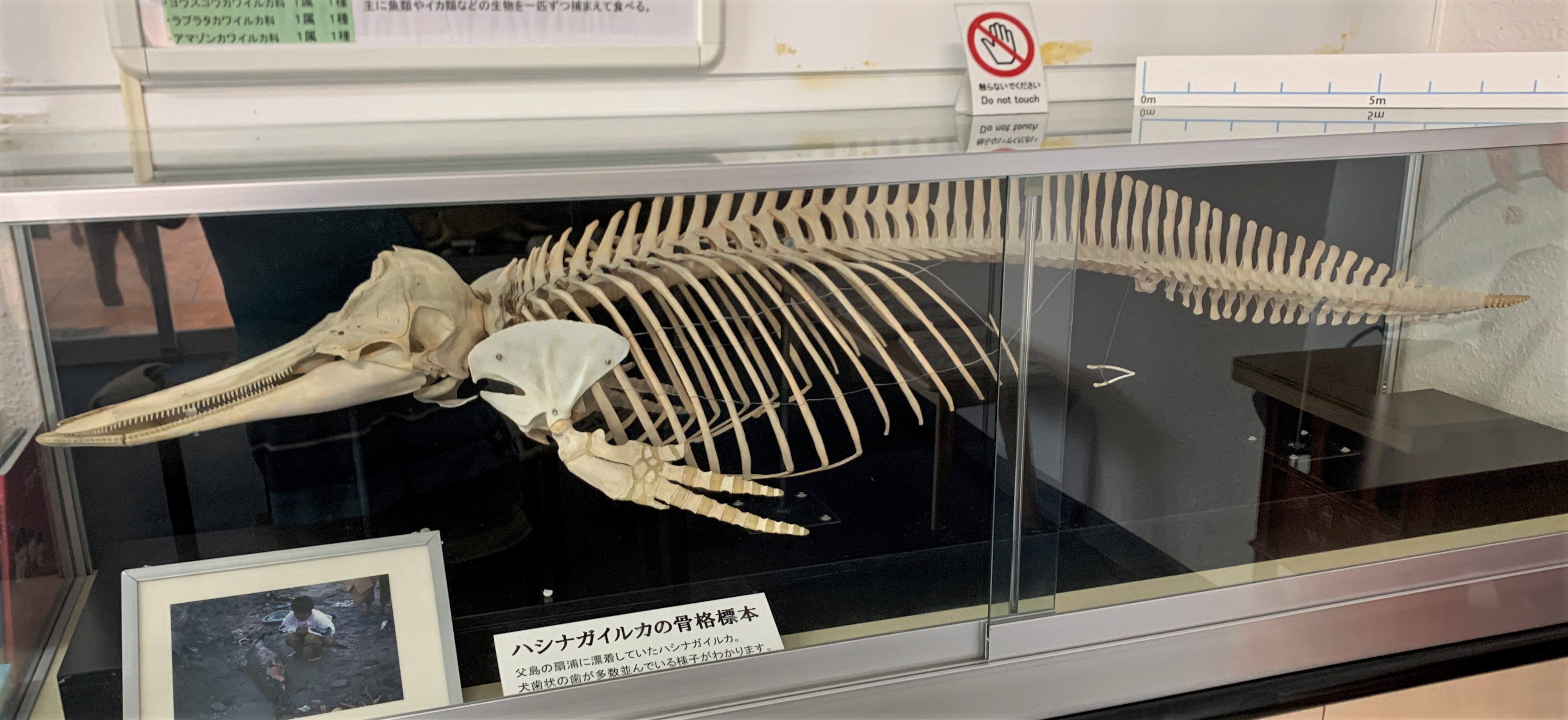 鯨orイルカの骨 - その他