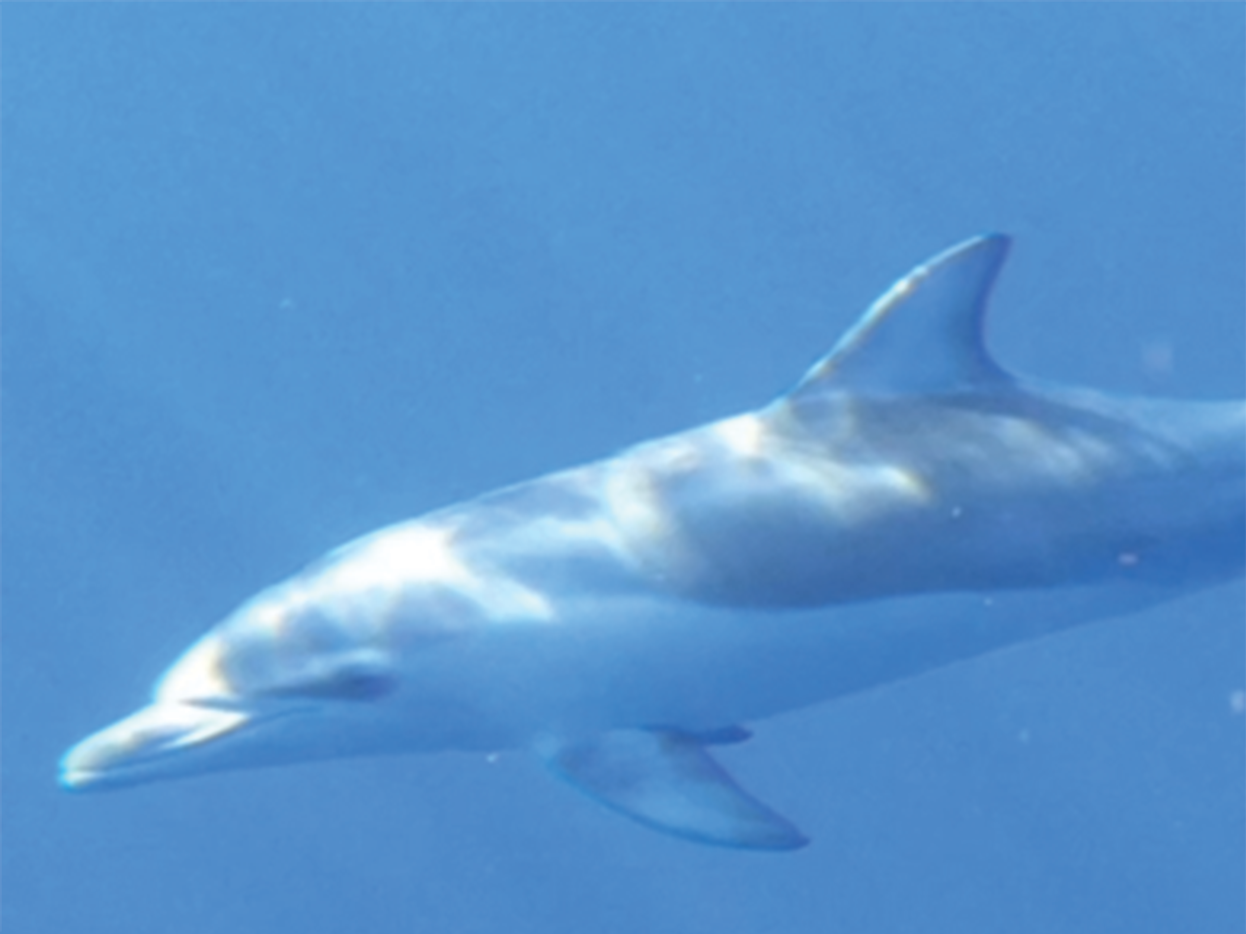 けろにあぶろぐ #7】イルカの骨を眺める ③ ～首の骨～ - 小笠原海洋