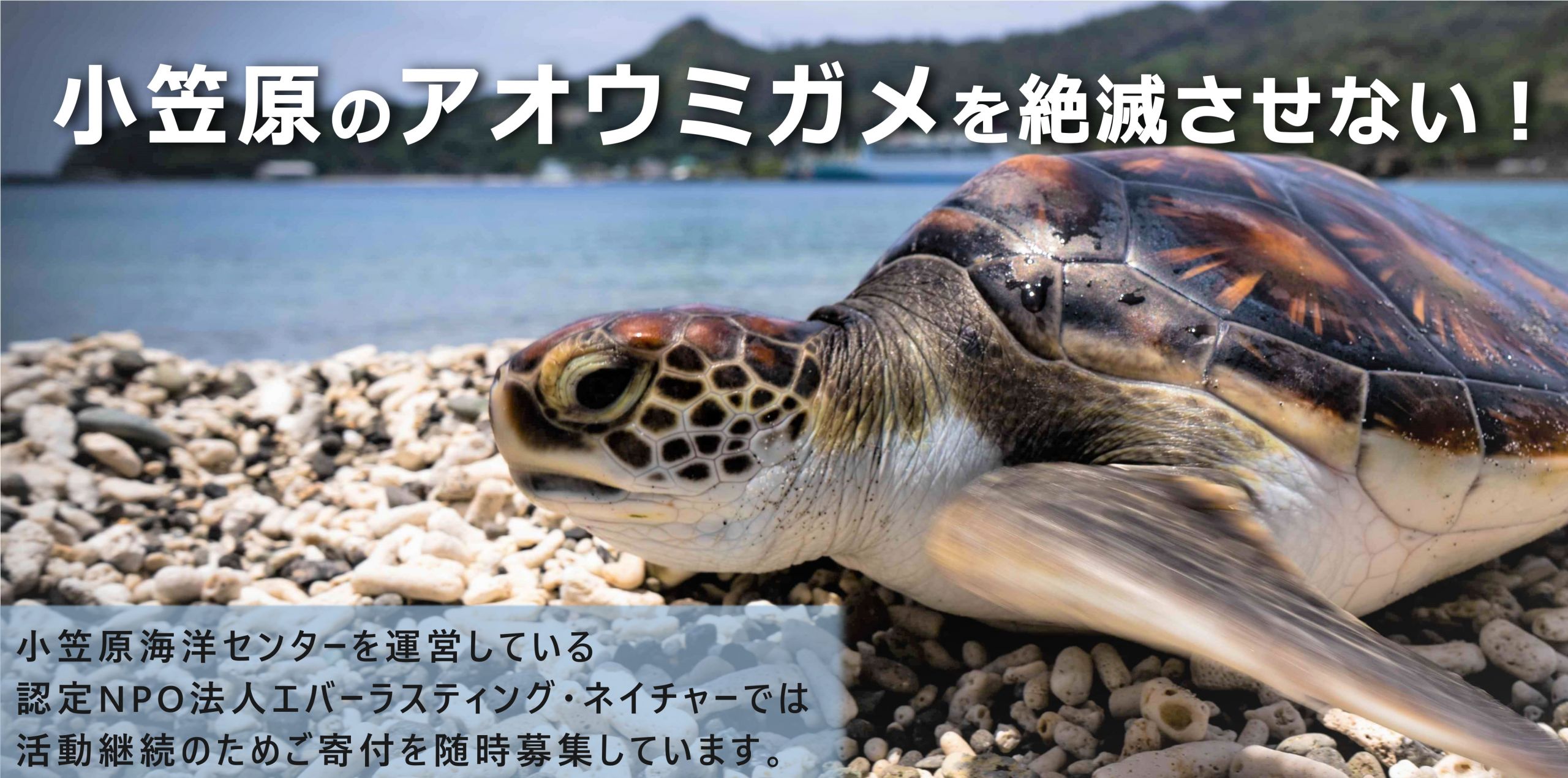 ウミガメ写真